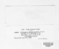 Uromyces polymorphus image